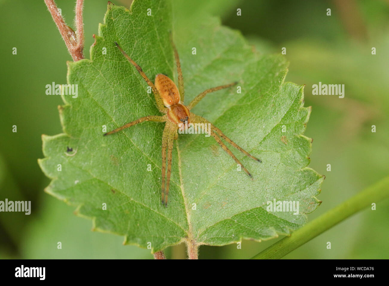 Hunting Raft A rare hunting Raft Spider, Dolomedes fimbriatus, perching on a leaf of ...