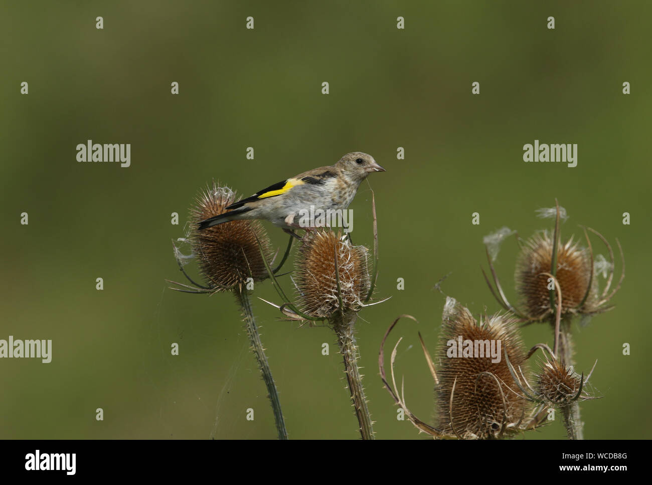 A juvenile Goldfinch, Carduelis carduelis, feeding on the seeds of a teasel plant. Stock Photo