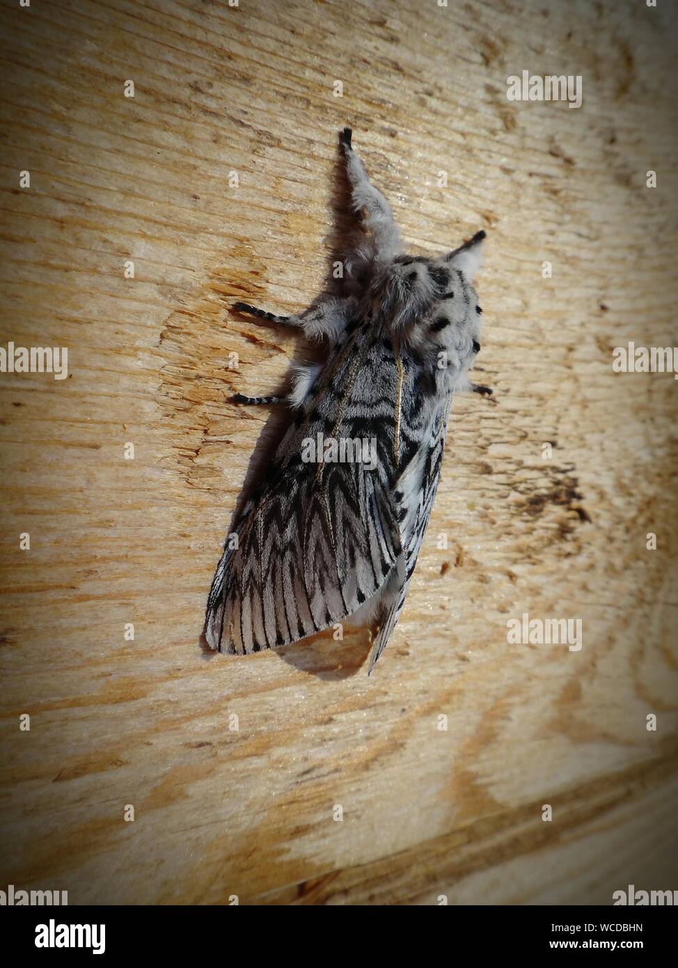 Hairy moth not caterpillar hi-res stock photography and images - Alamy