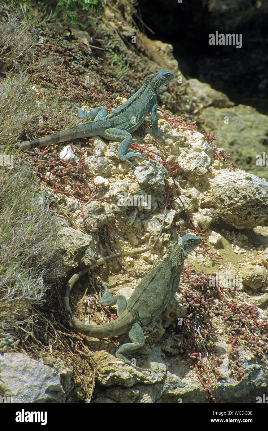 Green Iguanas (Iguana iguana), everywhere to find on Bonaire, Netherland Antilles Stock Photo