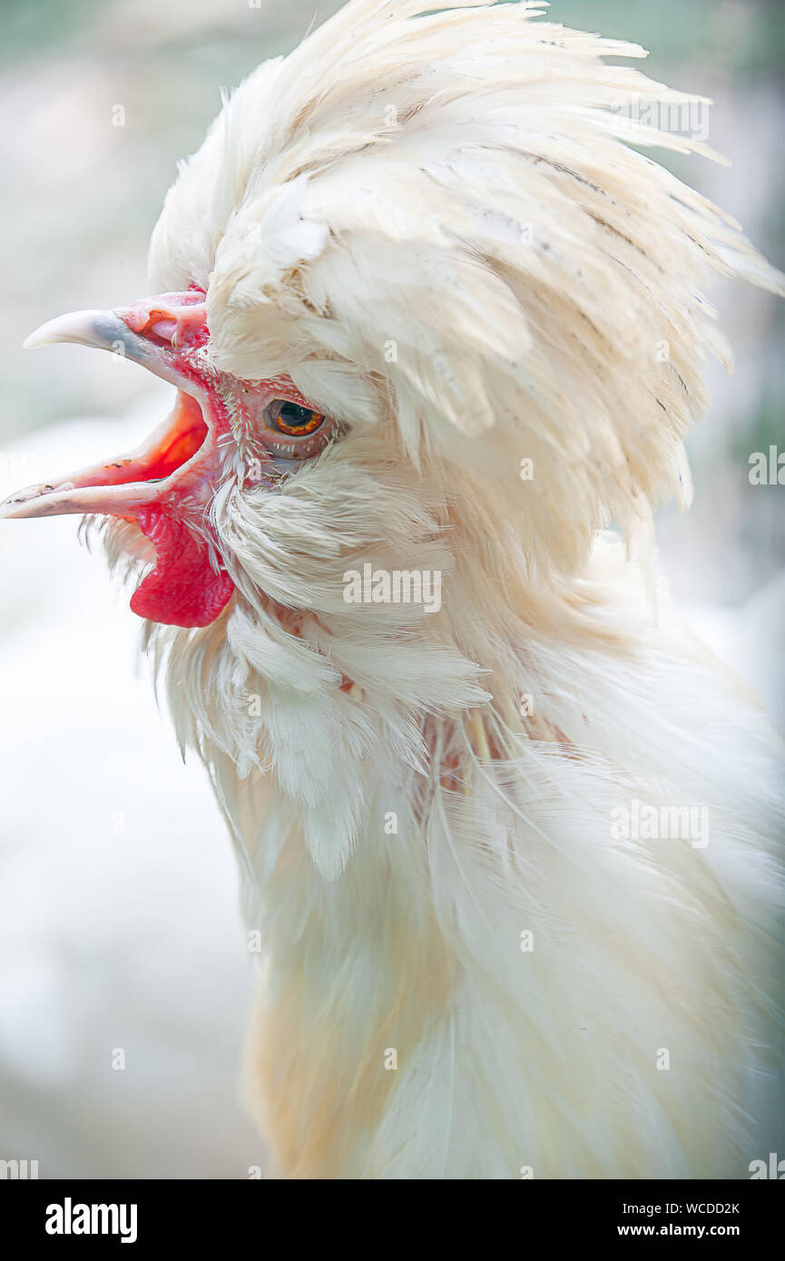 Closeup of white Araucana Chicken crowing. Beautiful White Araucana chicken taken with shallow depth of field. Stock Photo