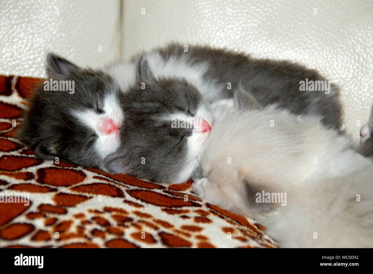 Close-up Of Domestic Cats Sleeping Stock Photo
