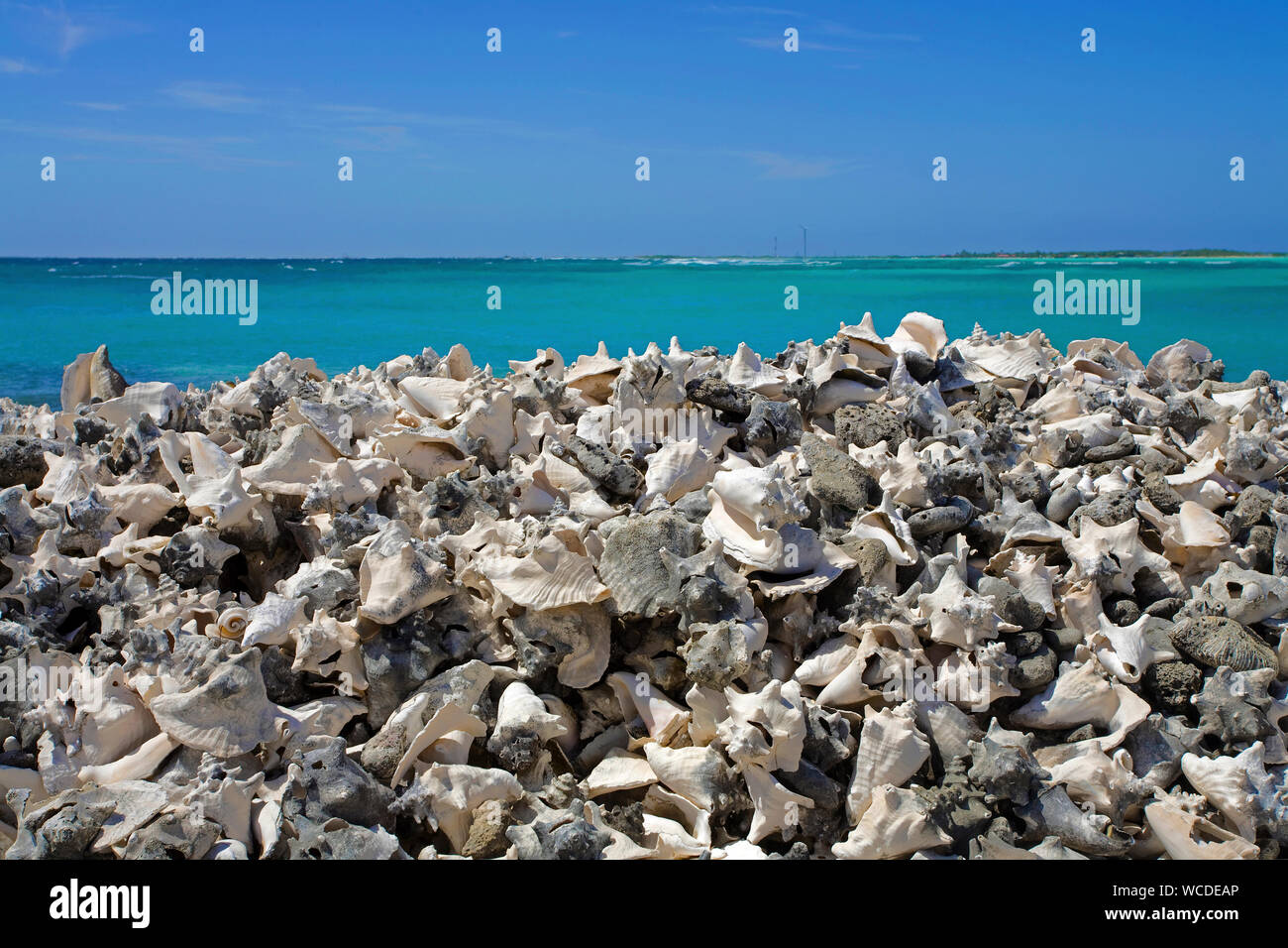 Stacked empty shells of Queen conches (Strombus gigas), former delicacy, today protected, Bonaire, Netherland Antilles Stock Photo