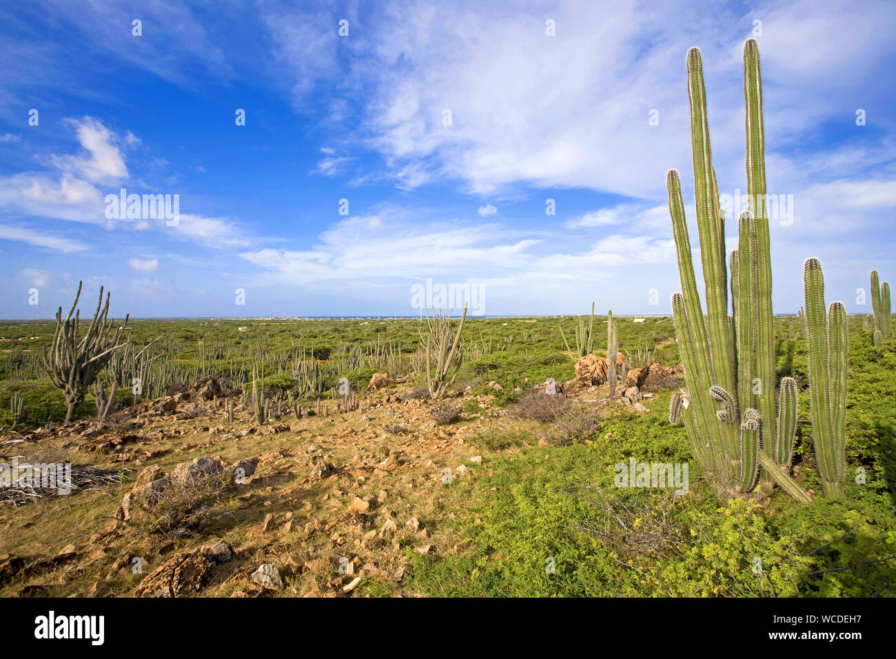 Huge cacti (Cactaceae) at Washington Slagbaai National Park, STINAPA, Bonaire, Netherland Antilles Stock Photo