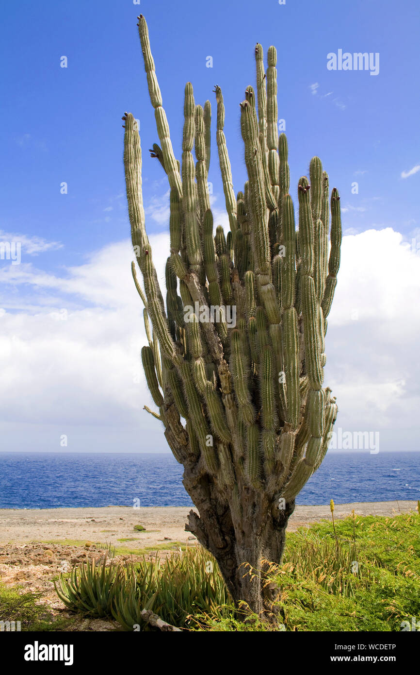 Huge cacti (Cactaceae) at Washington Slagbaai National Park, STINAPA, Bonaire, Netherland Antilles Stock Photo