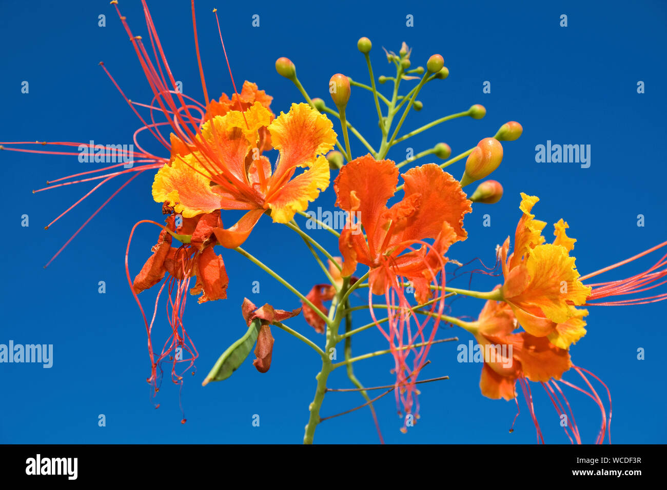 Flamboyant, Pride of Barbados (Caesalpinia pulcherrima), Bonaire, Netherland Antilles, Antilles Stock Photo