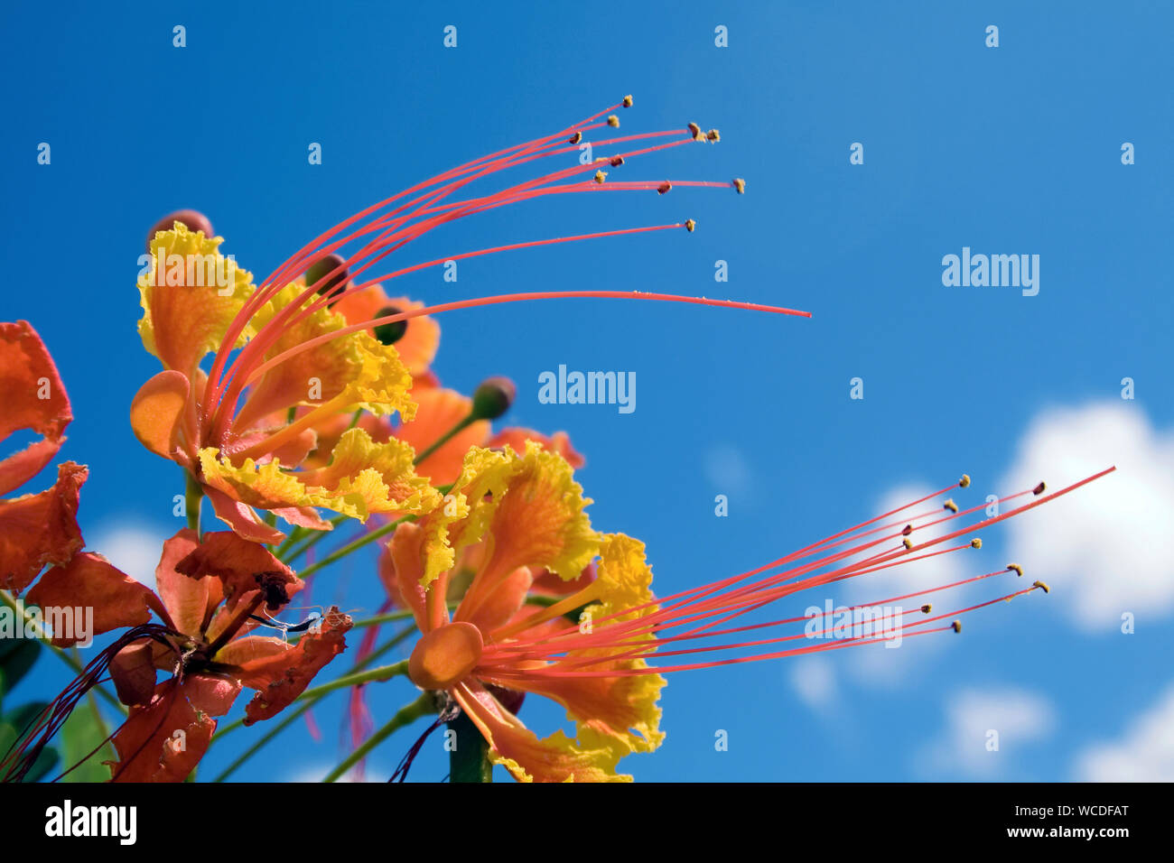 Flamboyant, Pride of Barbados (Caesalpinia pulcherrima), Bonaire, Netherland Antilles, Antilles Stock Photo