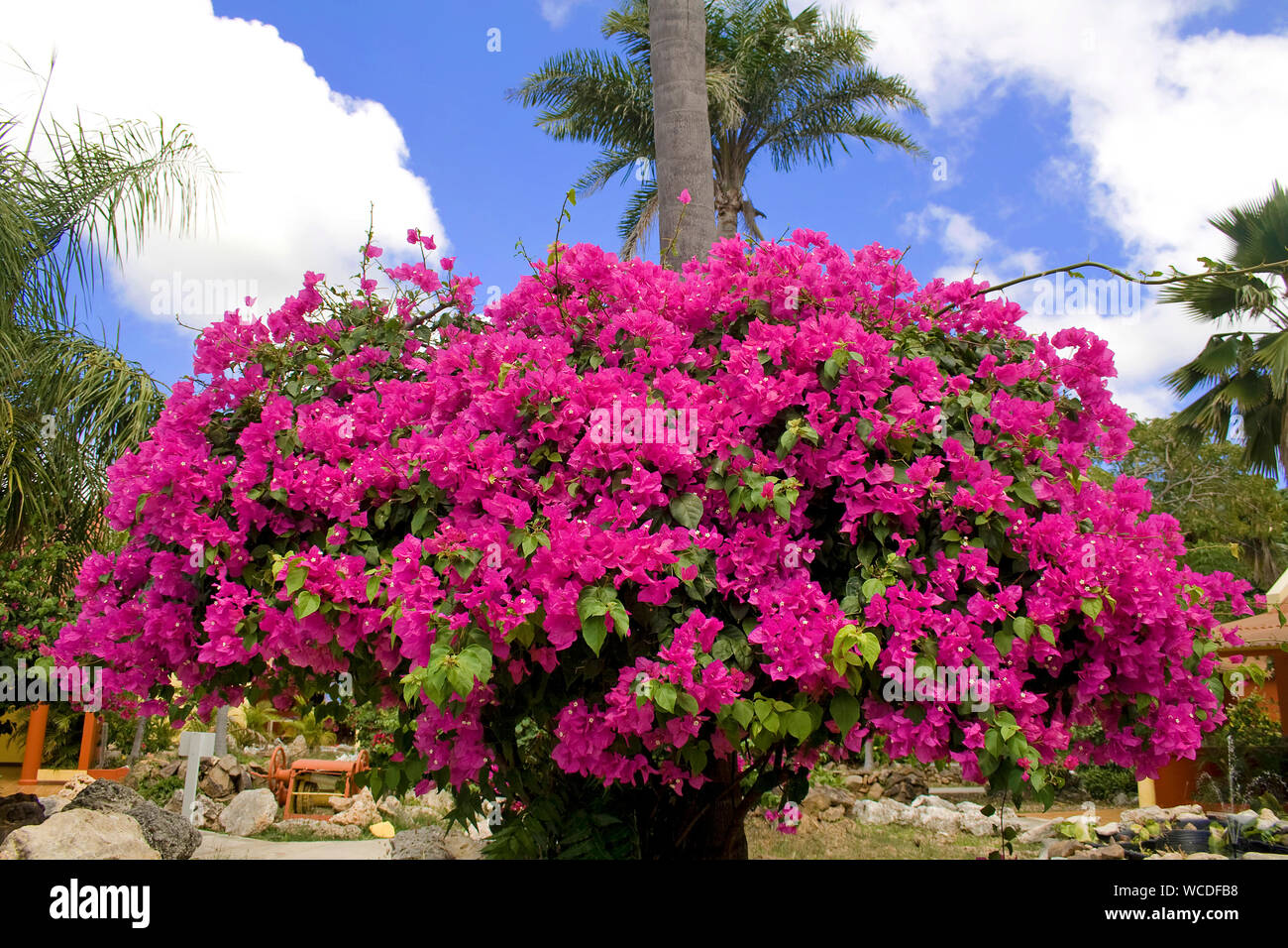 Bougainvillea (Bougainvillea spectabilis), Bonaire, Netherland Antilles Stock Photo