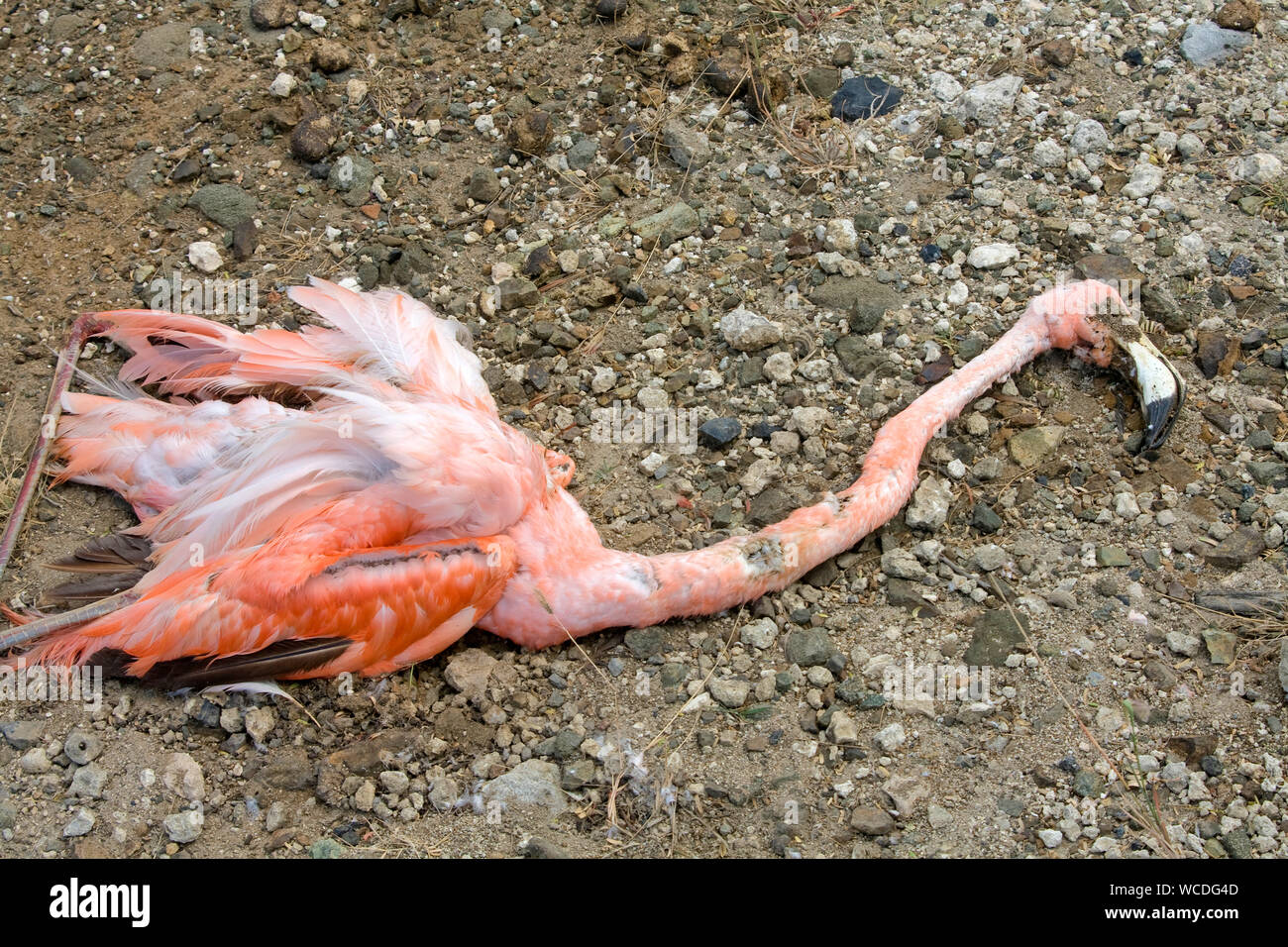 Dead Caribbean Flamingo (Phoenicopterus ruber ruber), Bonaire, Netherland Antilles Stock Photo