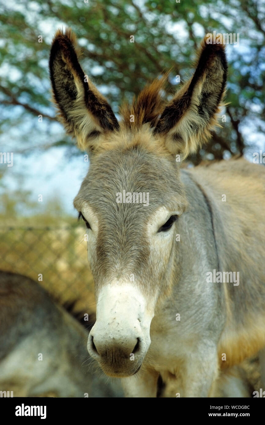 Wild donkey, everywhere to find on Bonaire, some places have even warning signs at the road, Bonaire, Netherland Antilles Stock Photo
