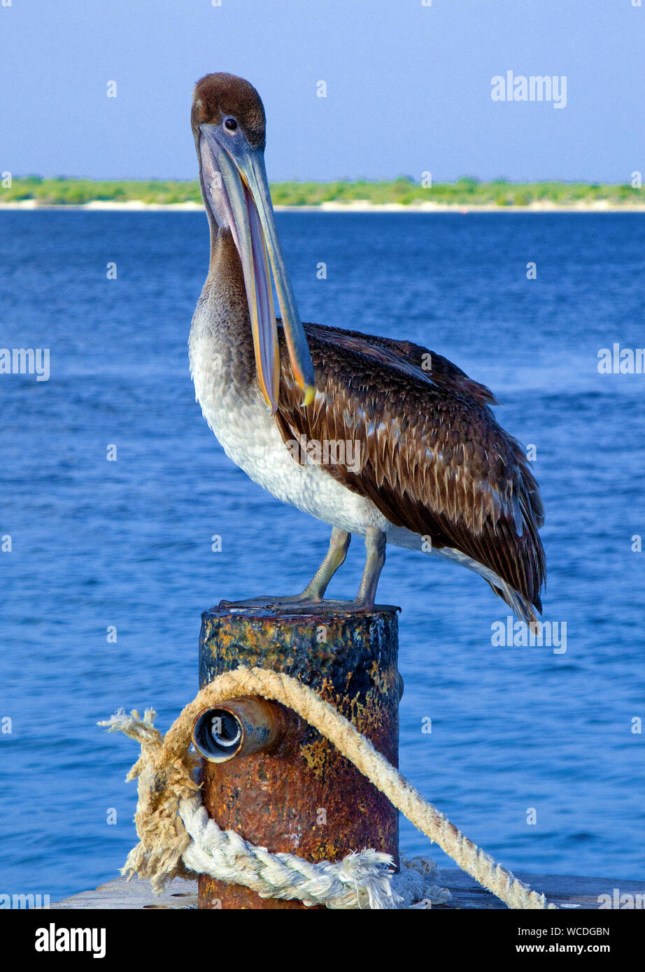 Brown pelican (Pelecanus occidentalis), Bonaire, Netherland Antilles Stock Photo
