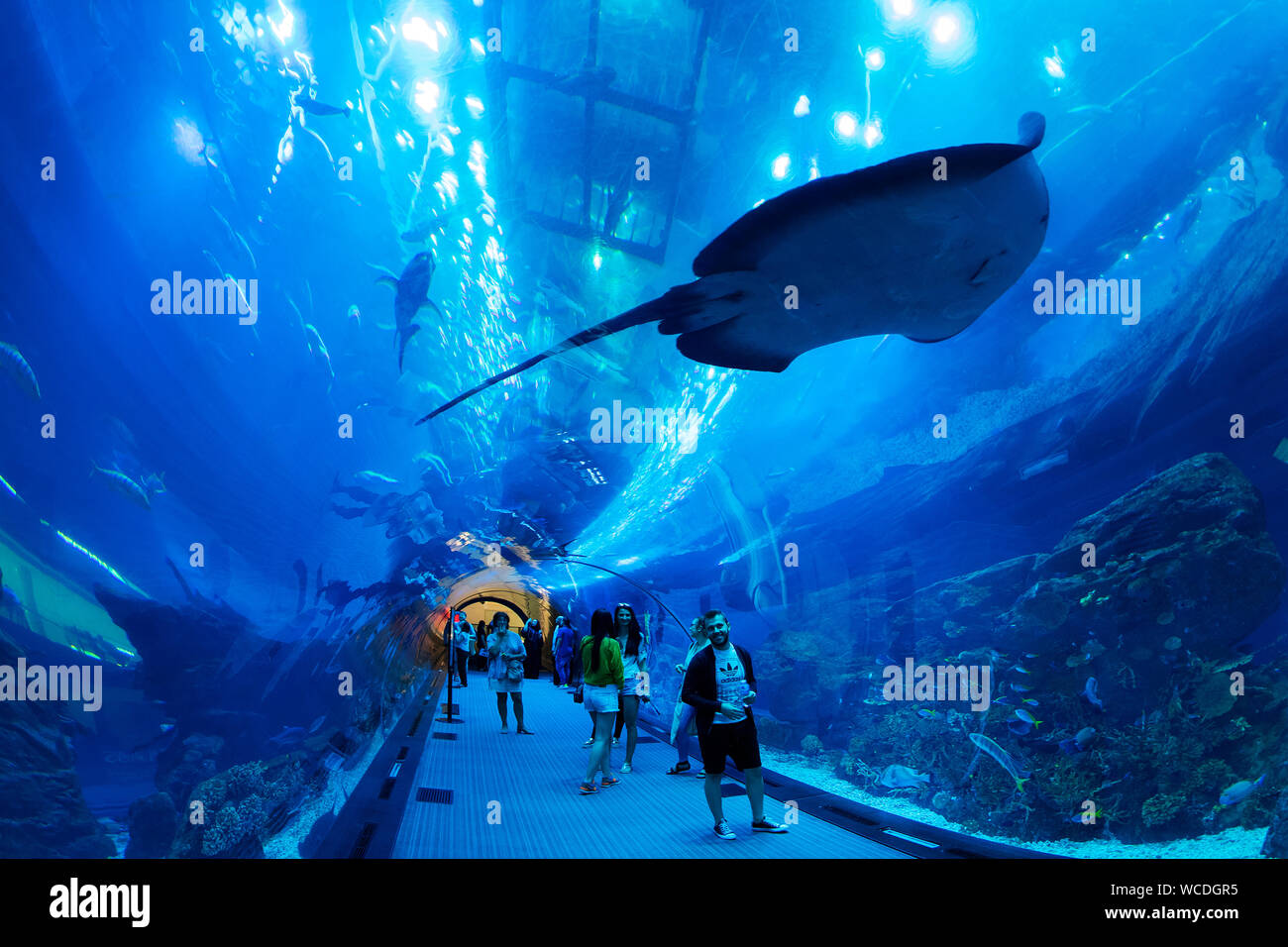 The image of Dubai Aquarium in Dubai Mall, UAE Stock Photo Alamy
