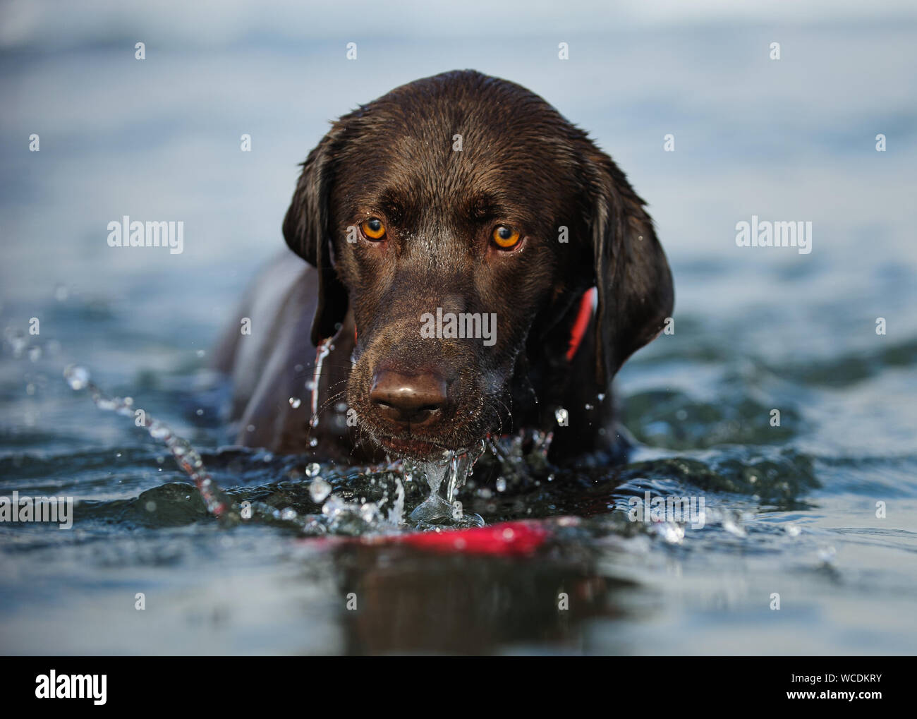 View Of Contemplative Chocolate Retriever In Water Stock Photo