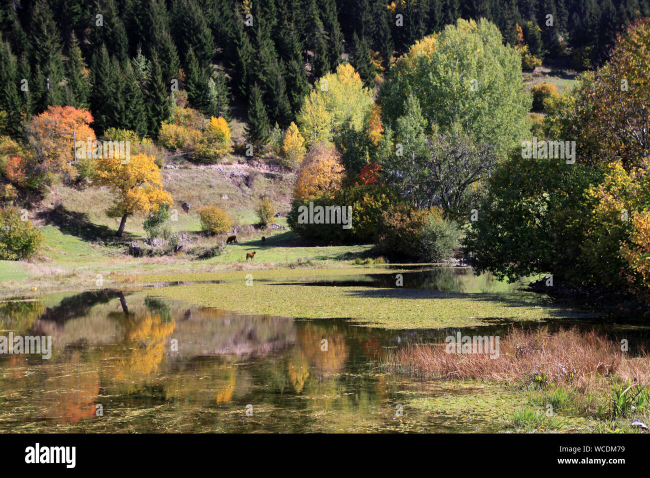 Autumn colors in savsat artvin Stock Photo