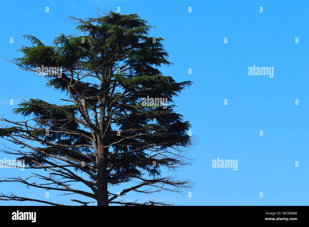 The Deodar Cedar tree against a blue sky. Stock Photo