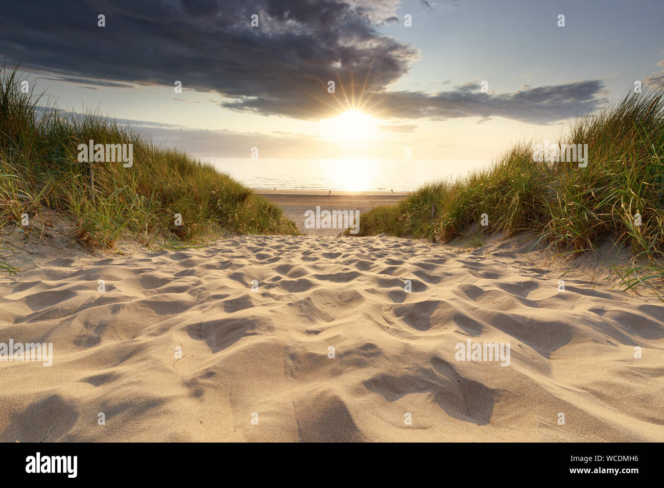sand path to North sea beach at sunset sunshine in summer Stock Photo ...