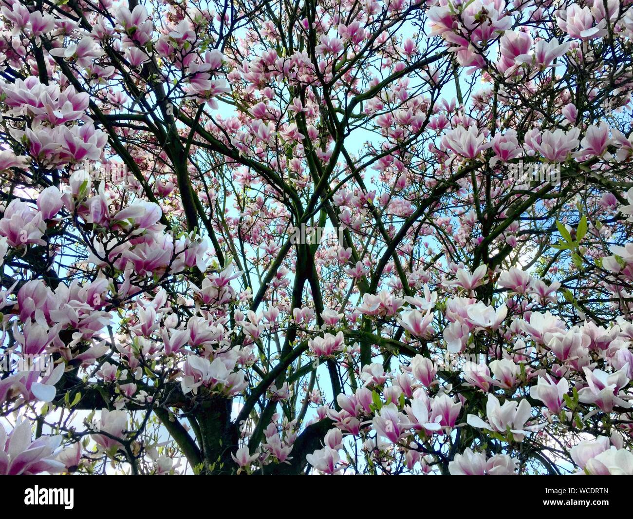 Download this stock image: Magnolia Tree Covered In Blossom - WCDRTN from A...