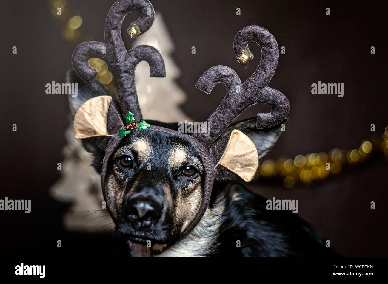 Dog with antlers hires stock photography and images Alamy