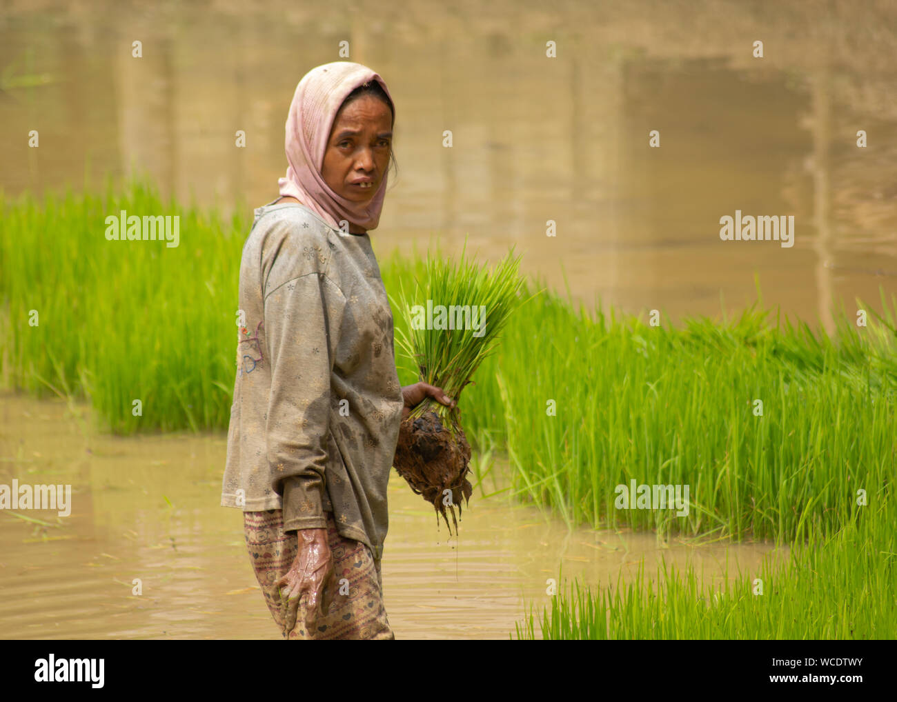 Process of planting hi-res stock photography and images - Alamy