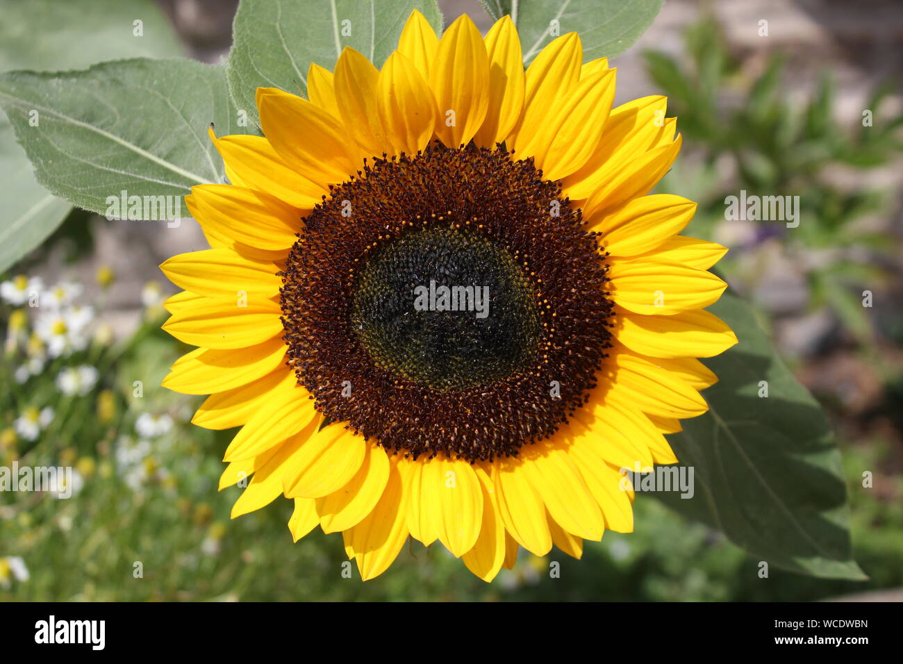 A Big Sunflower Head In Full Bloom In The Garden On A Sunny Day 1 Stock Photo Alamy