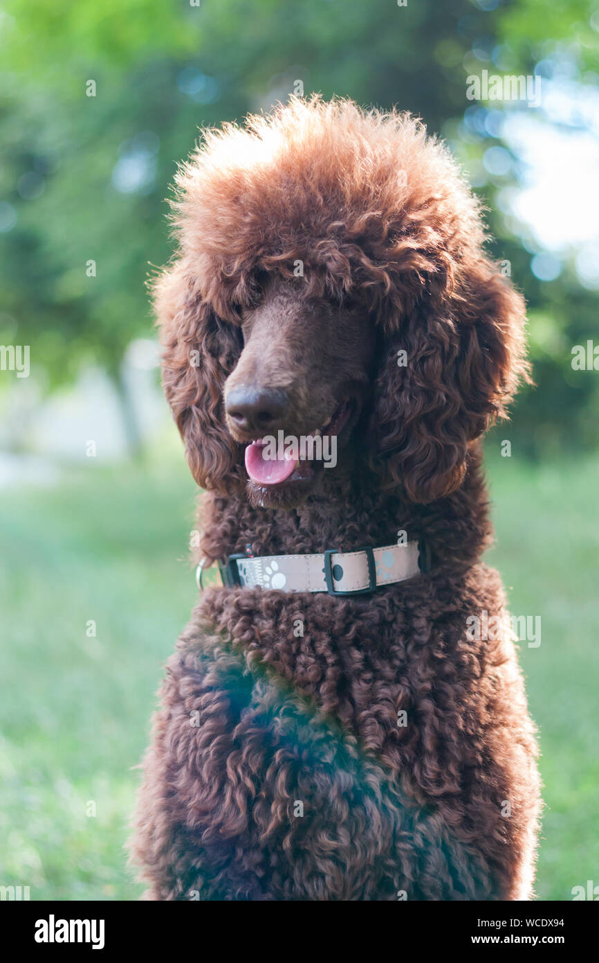 Portrait of adorable brown standard big poodle Stock Photo