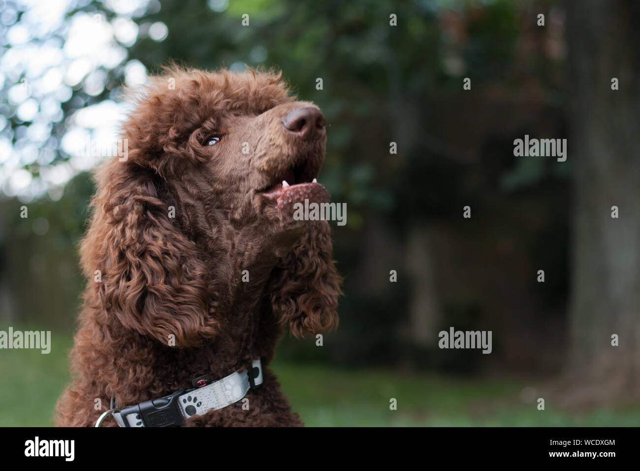 Big royal poodle hires stock photography and images Alamy