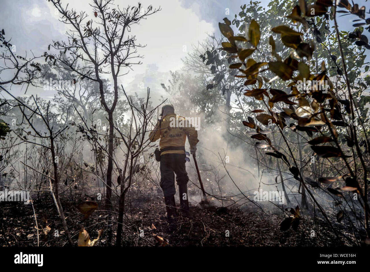 Brazilian environment institute hi-res stock photography and images - Alamy