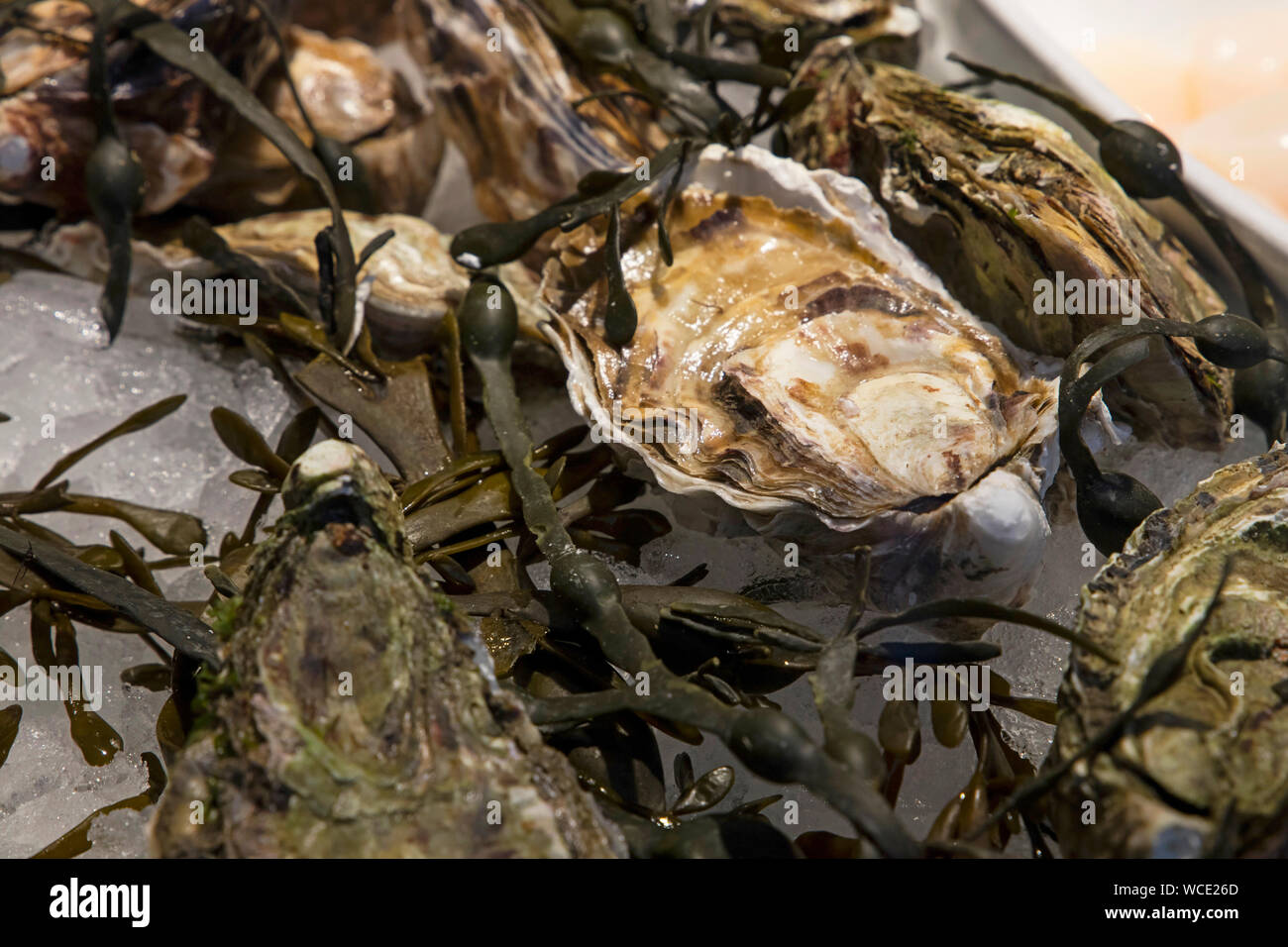 Oysters for sale at stall hires stock photography and images Alamy