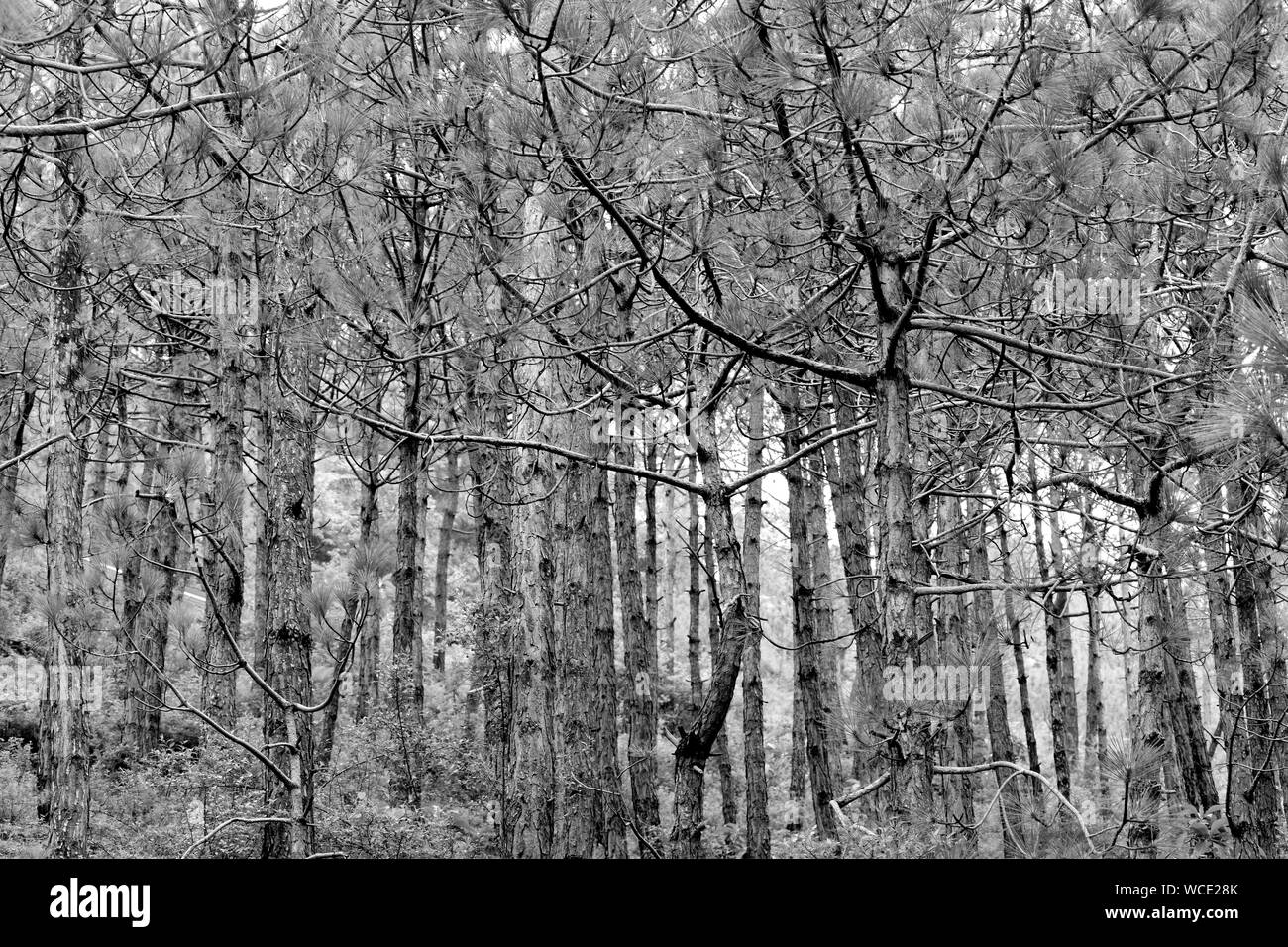 Pine trees in monochrome near Garkhal, Himachal Pradesh, India. Stock Photo
