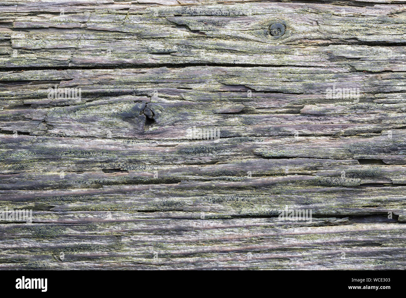 Old moldy wood texture background hi-res stock photography and images