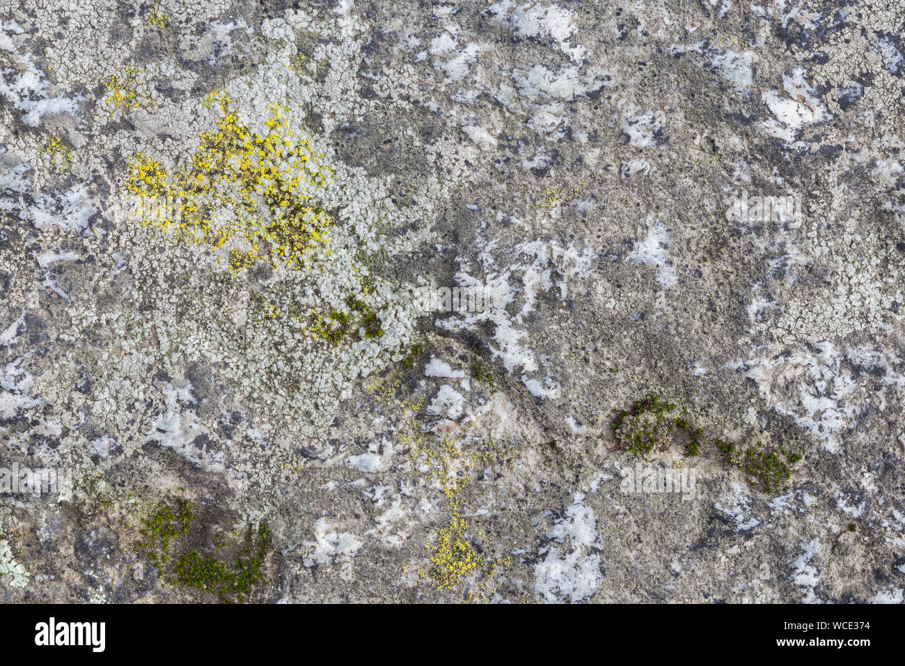 Close-up of a rock surface with lichen. High resolution full frame textured background. Stock Photo