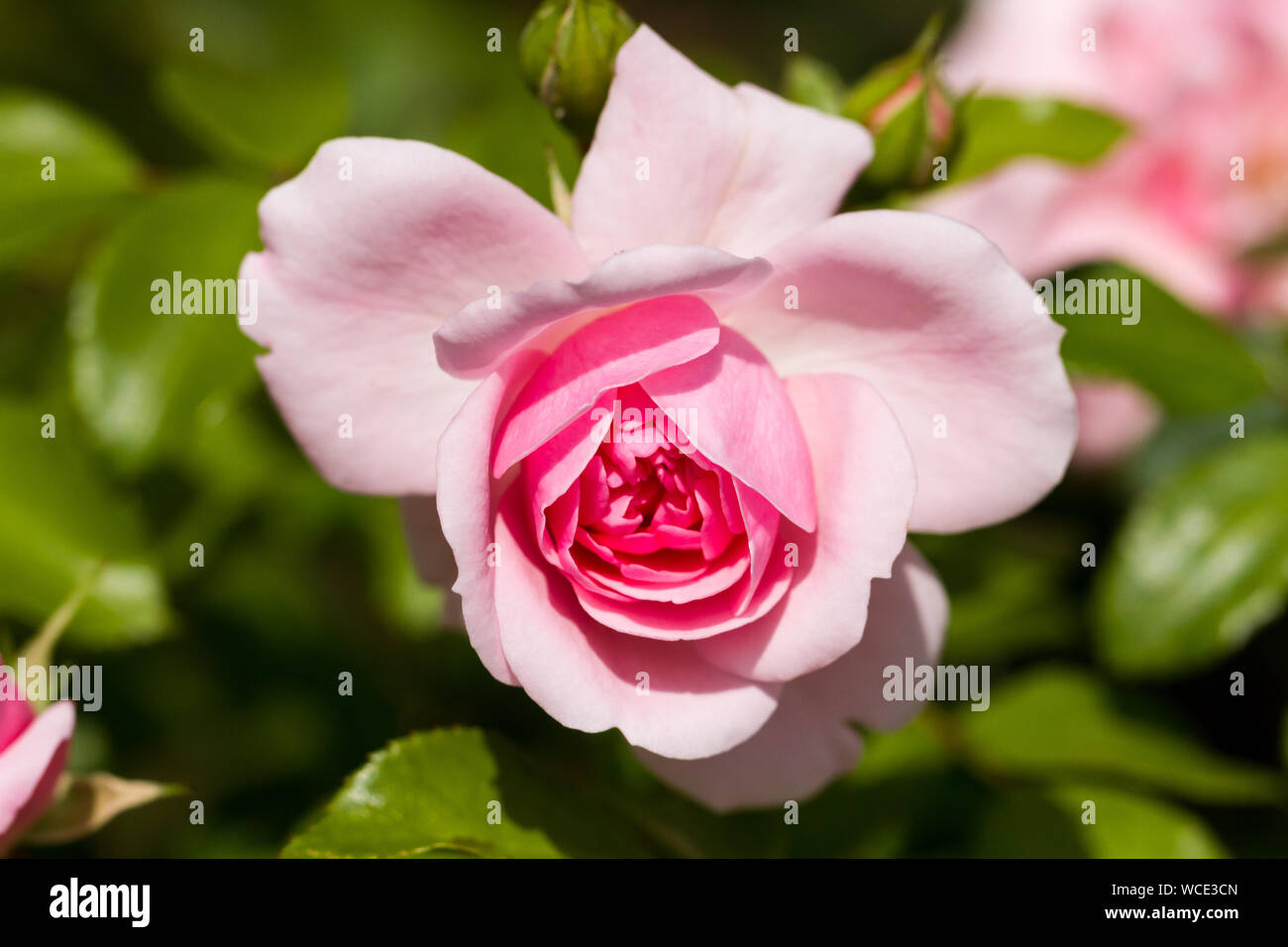 Rosa bonica, pink rose blooming in summer, United Kingdom Stock Photo