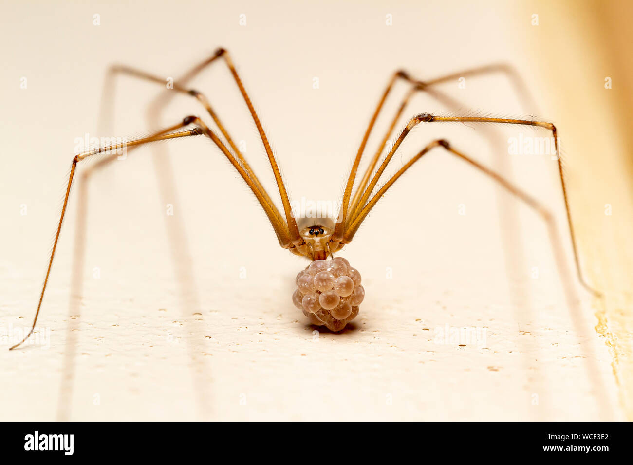 Cellar spider with her eggs (Pholcus phalangioides) Stock Photo