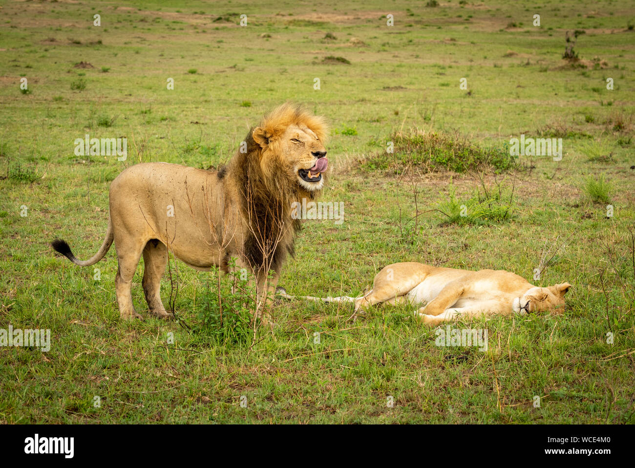 Male lion licks lips standing over lioness Stock Photo - Alamy