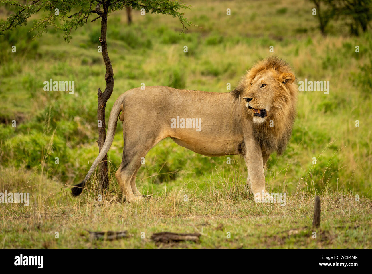 Male lion stands by tree looking back Stock Photo Alamy