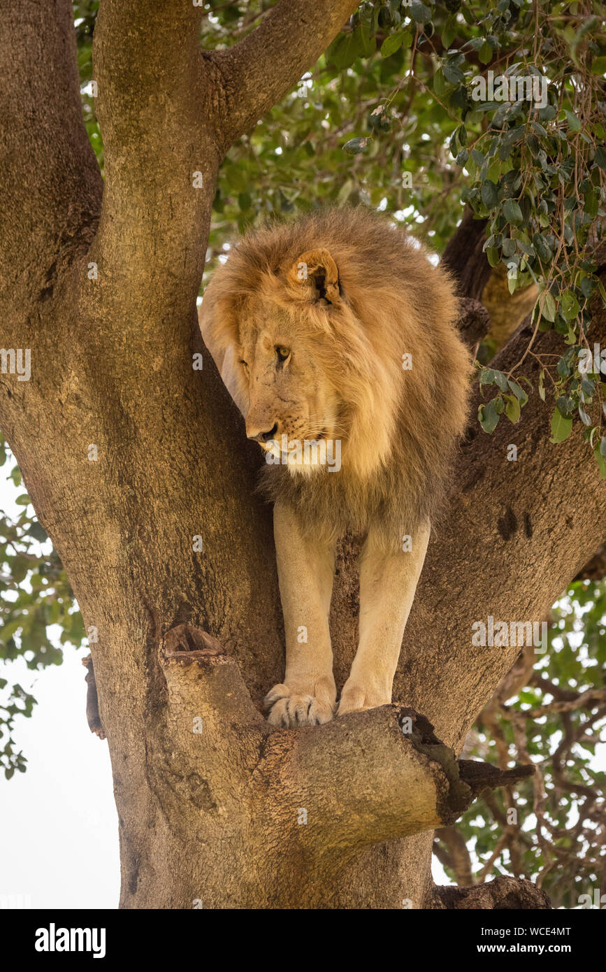 Male lion stands in tree staring down Stock Photo Alamy