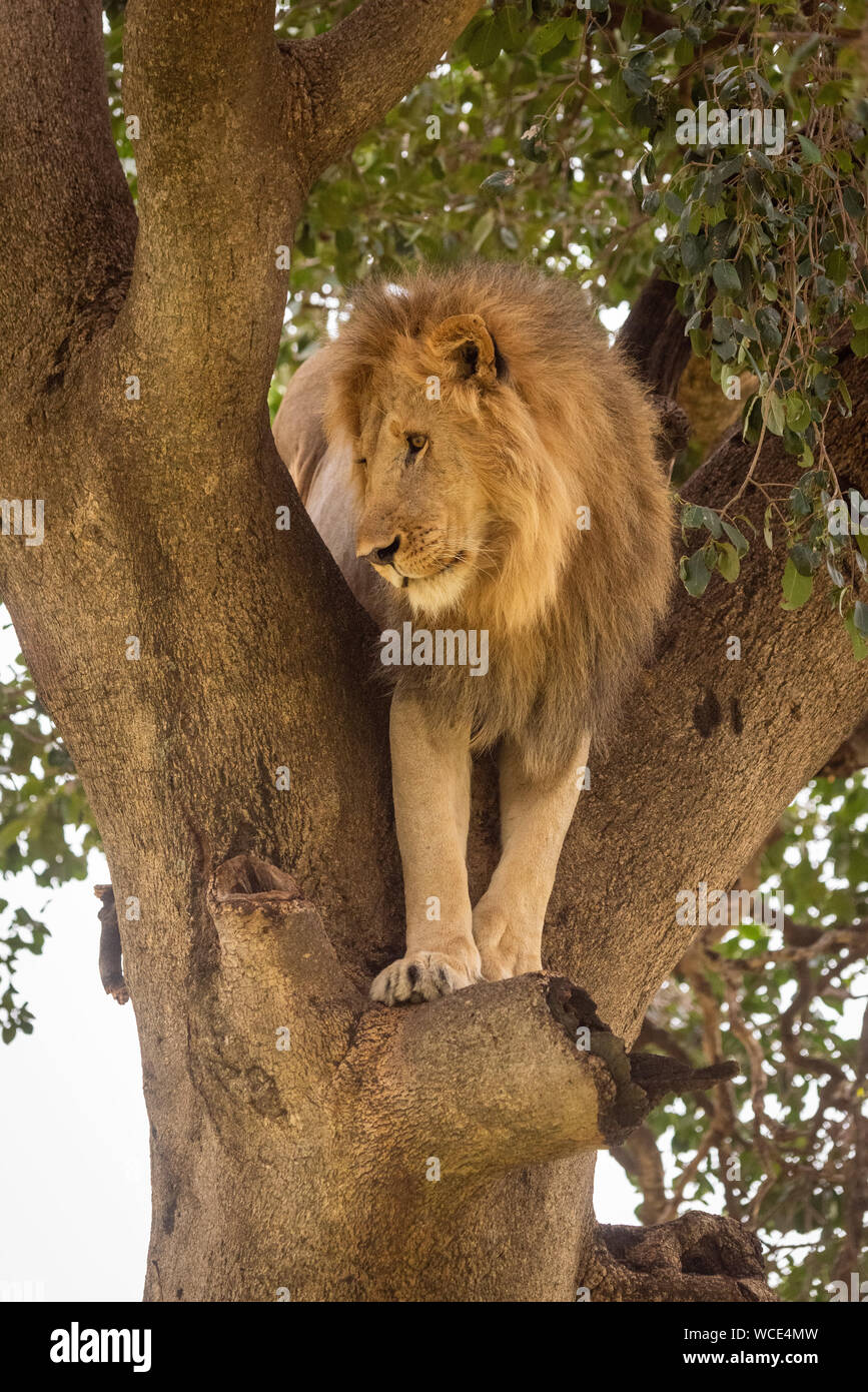 Male lion in tree stands looking down Stock Photo Alamy
