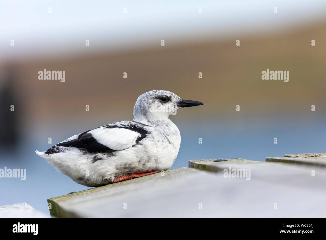 Black Guillemot; Cepphus grylle; Winter Plumage; Shetland; UK Stock