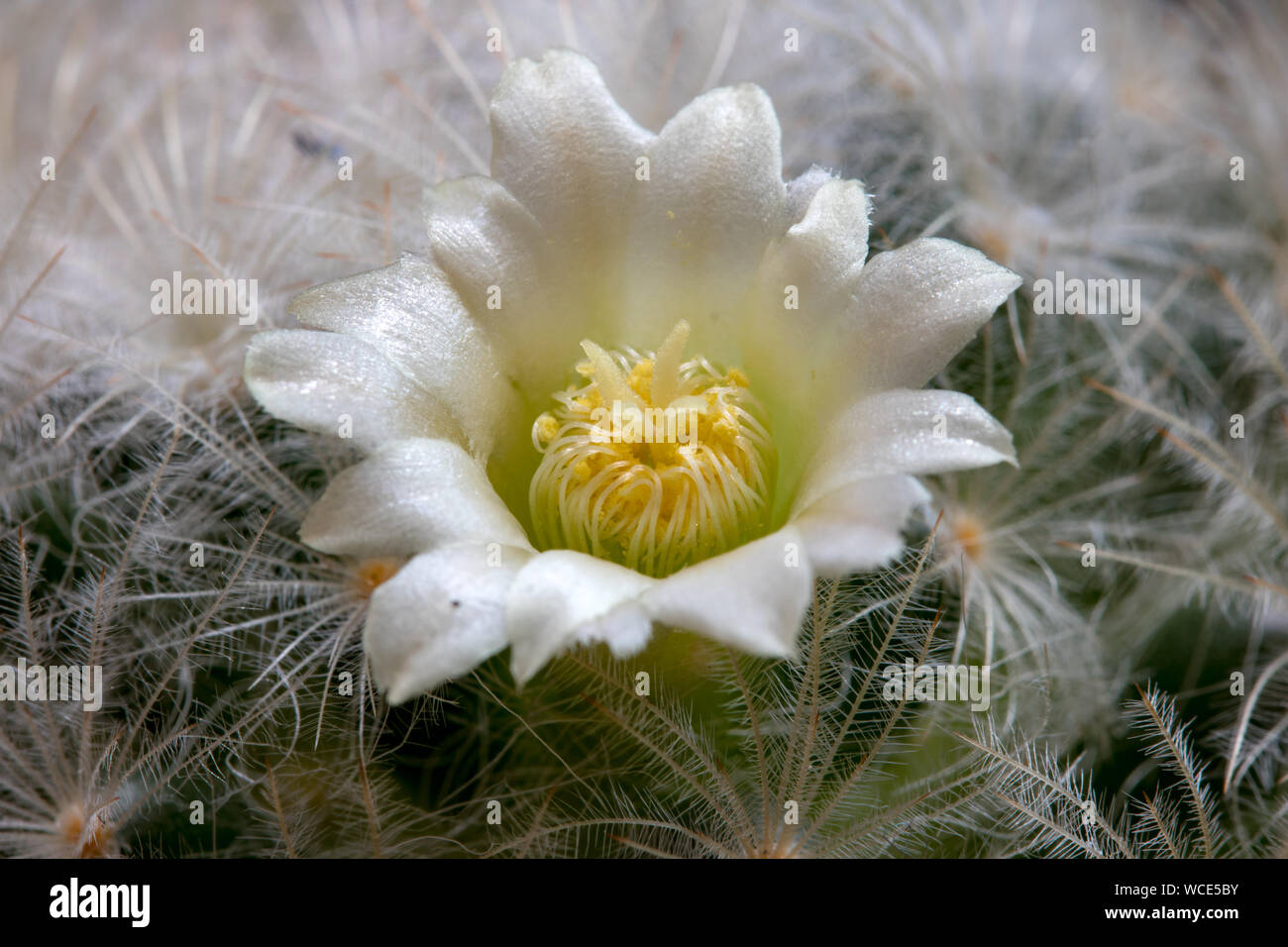 Blooming cactus on black background, macro view. Cactus mammillaria plumosa with white blossom, close up. Stock Photo