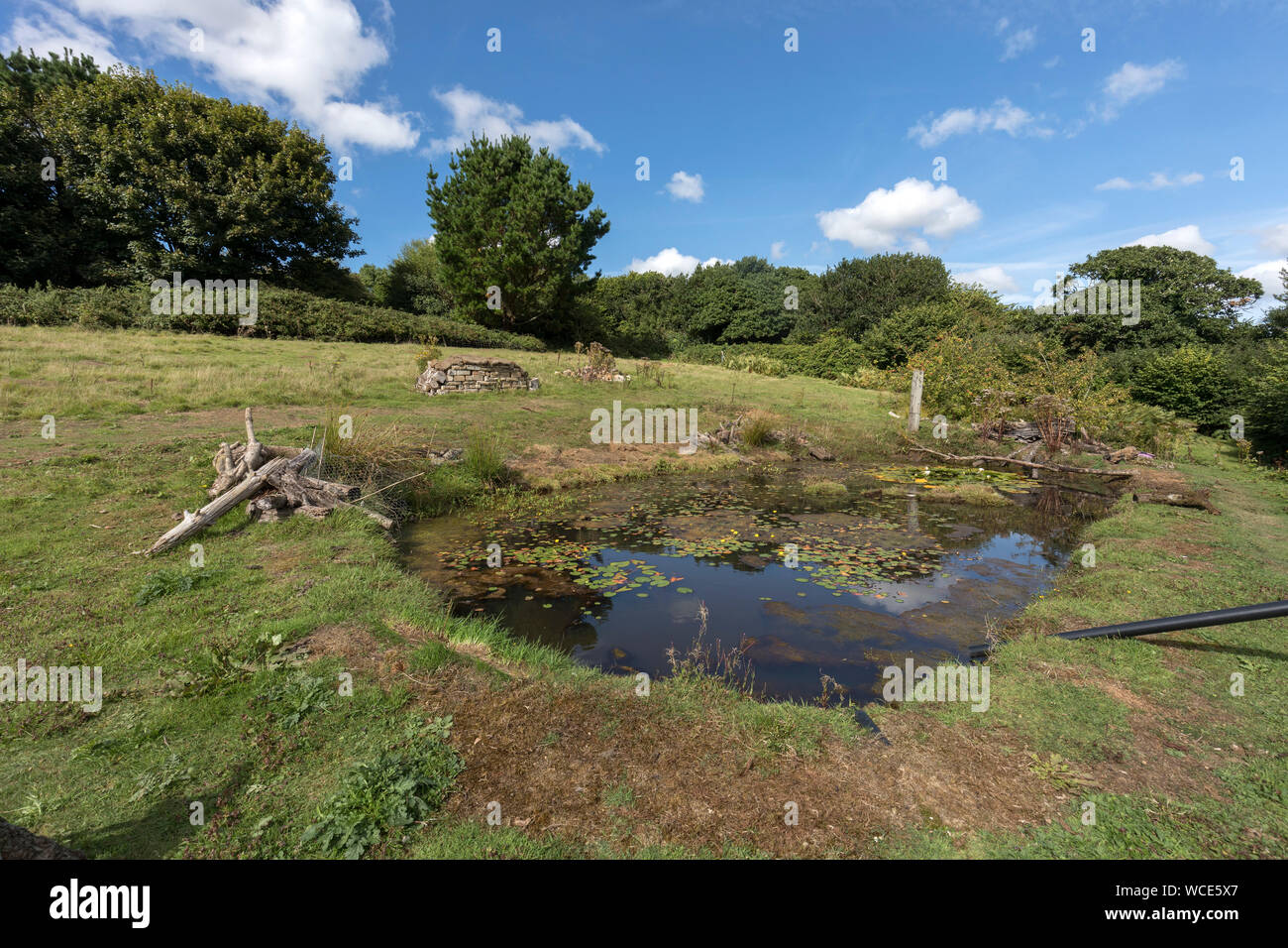 Pond; Cornwall; UK Stock Photo