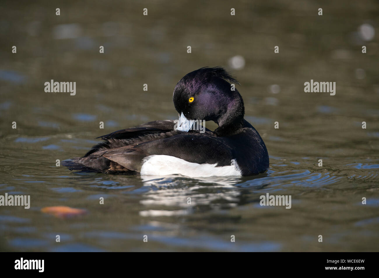 Tufted Duck; Aythya fuligula; Male Preening; Cornwall; UK Stock Photo