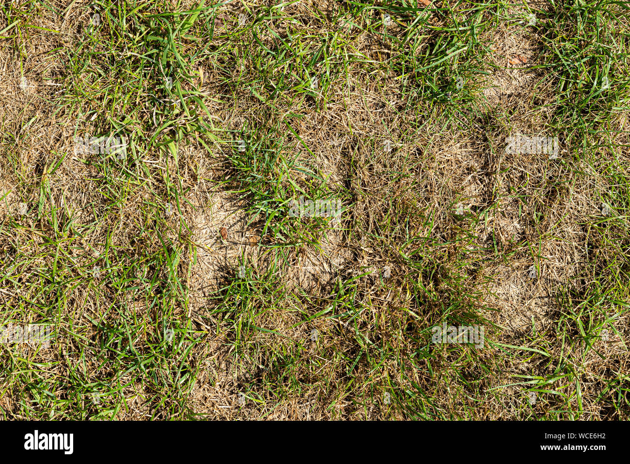 Dried lawn due to hot summer in a garden Stock Photo