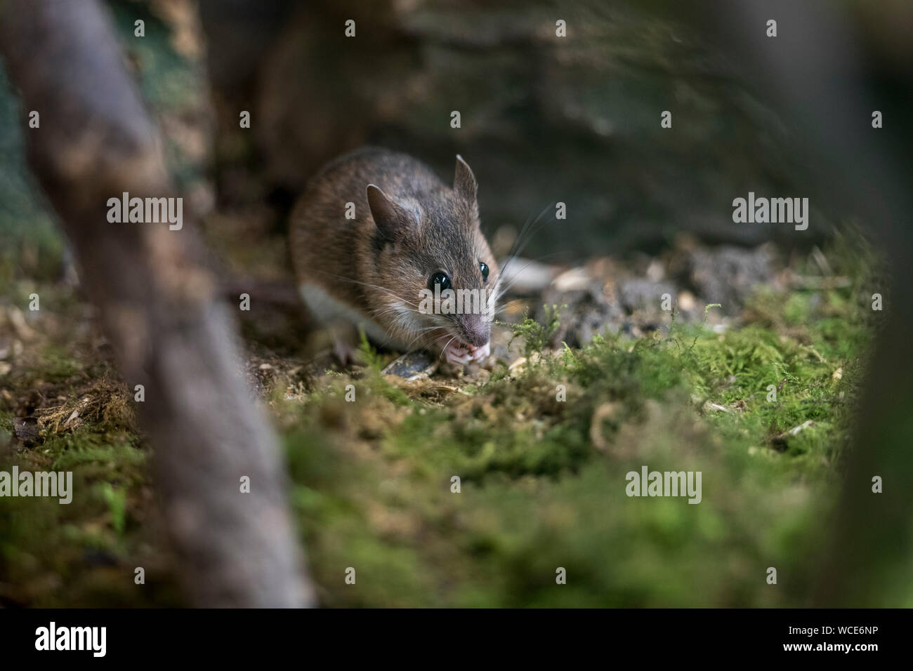 Yellow Necked Mouse; Apodemus flavicollis; Captive; UK Stock Photo