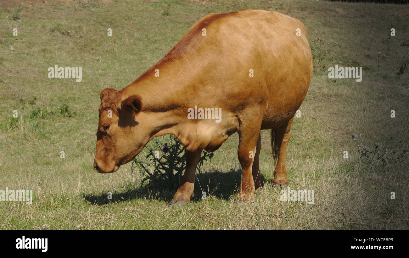 Cattle feeding ring hi-res stock photography and images - Alamy