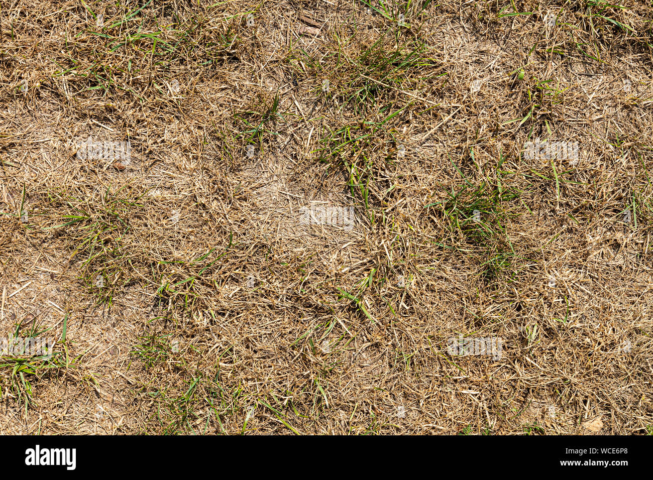 Dried lawn due to hot summer in a garden Stock Photo