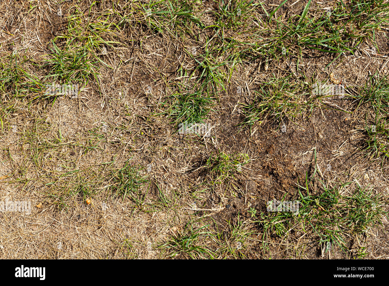 Dried lawn due to hot summer in a garden Stock Photo