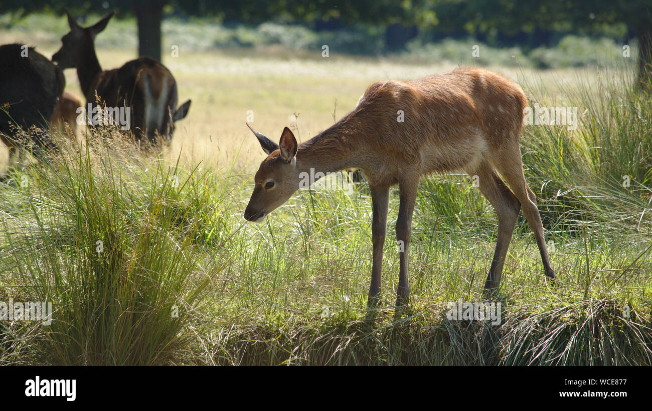 Deer in England Stock Photo Alamy