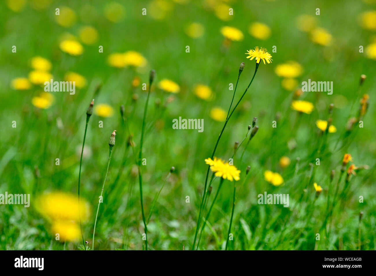 A beautiful natural green meadow full of yellow blooming autumn hawkbit flowers Stock Photo