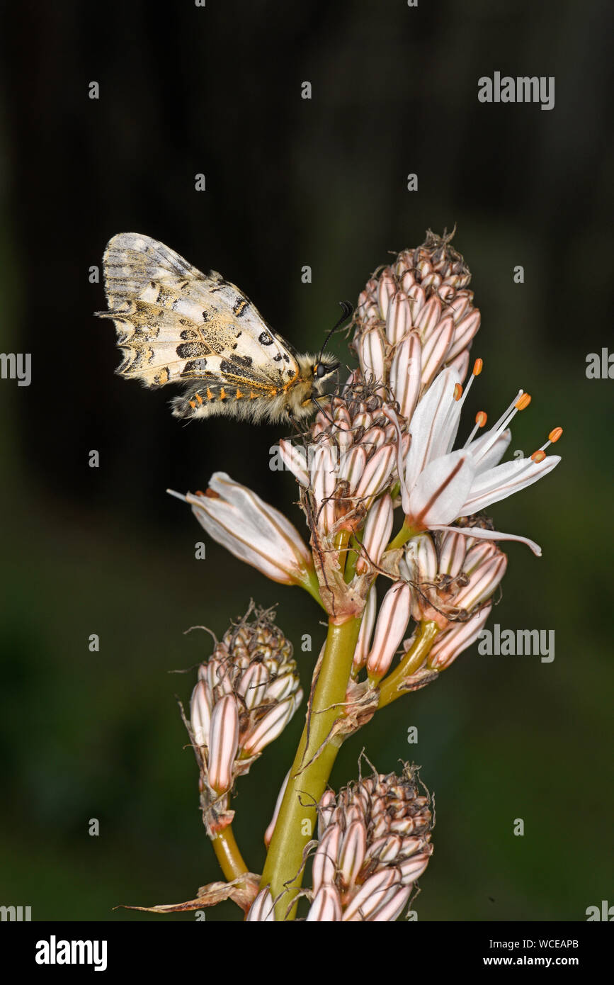 Eastern Festoon Butterfly ( Allancastria cerisyi) adult at rest on