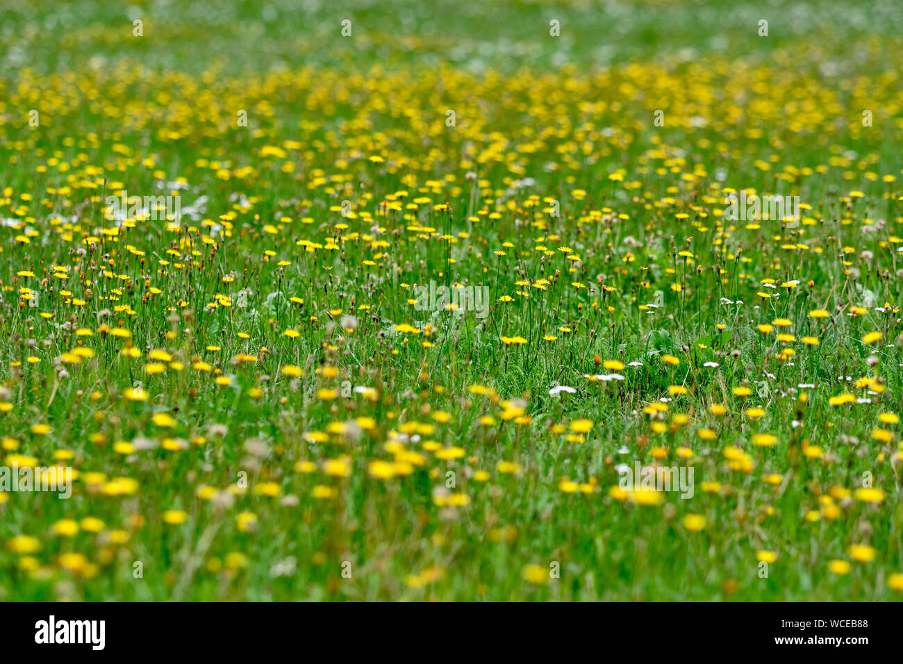 A beautiful natural green meadow full of yellow blooming autumn hawkbit flowers Stock Photo